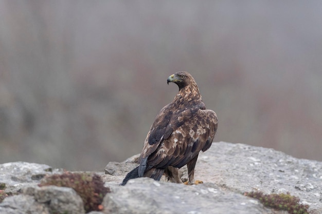 Orzeł przedni (Aquila chrysaetos homeyeri) Leon, Hiszpania