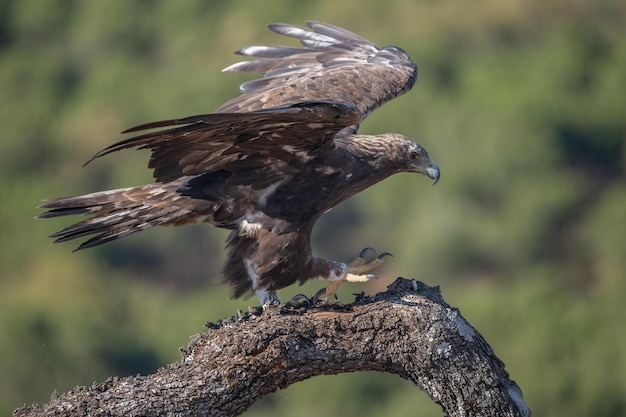 Orzeł przedni Aquila chrysaetos w Sierra Morena Hiszpania