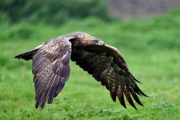 Orzeł przedni Aquila chrysaetos