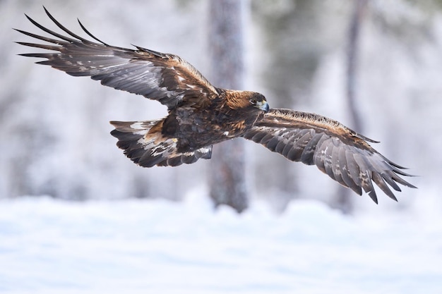 Orzeł przedni Aquila chrysaetos