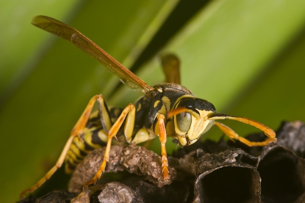 Osa (Polistes bischoffi)