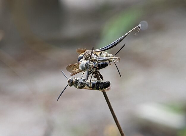 Osa Scoliidae Żółta owłosiona kwiatowa osa