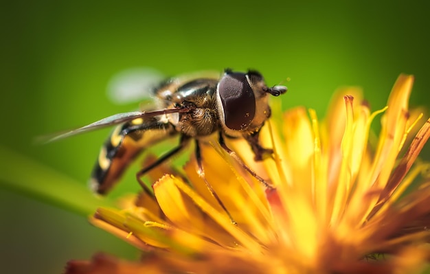 Osa zbiera nektar z kwiatów crepis alpina