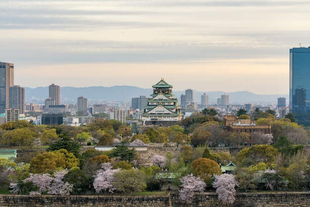 Osaka kasztel z czereśniowym okwitnięciem i Osaka centrum biznesowym dyktatem w tle atOsaka, Japonia.