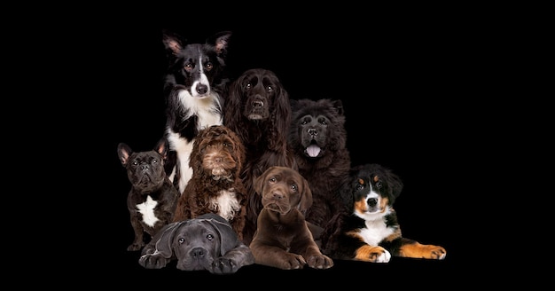 Osiem psów na białym tle na czarnym tle