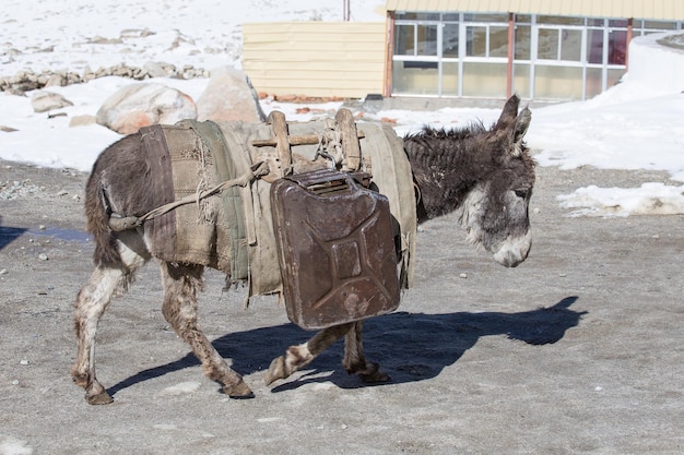 Osioł niesie paliwowe puszki w górach na drodze Leh Manali Ladakh India