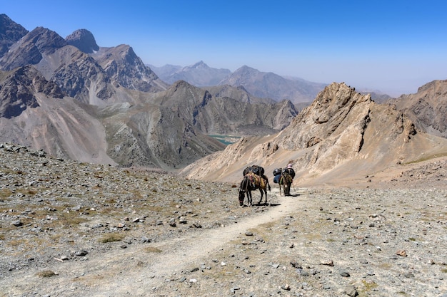 Osioł w górach Tadżykistanu Fan Mountains