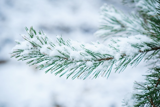 Ośnieżona Gałąź Sosny W Winter Park