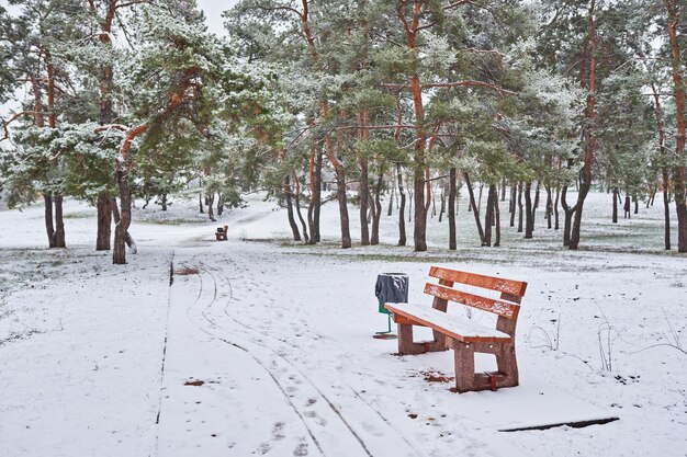 Ośnieżona ławka w parku