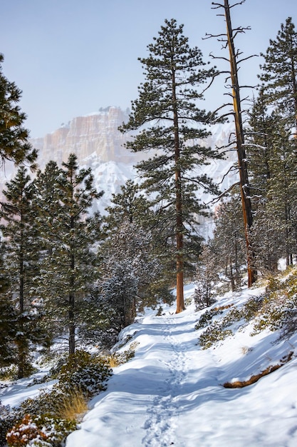 ośnieżone drzewa i masywne formacje skalne zimą w parku narodowym bryce canyon, zima w usa