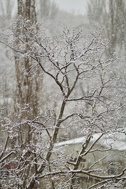 ośnieżone drzewa śnieg na drzewach śnieg na gałęziach śnieg na wiosnę