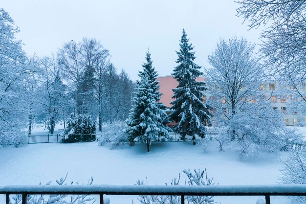 Ośnieżone drzewa w miejskim parku