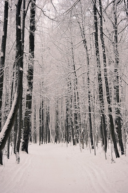 ośnieżone drzewa w parku po opadach śniegu - w śniegu i mrozie
