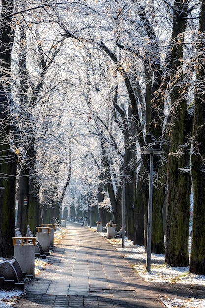 ośnieżone drzewa w parku