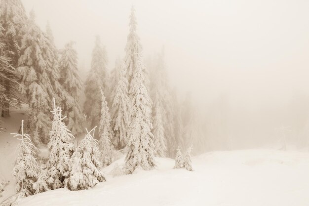 Ośnieżone jodły na tle górskich szczytów Panoramiczny widok na malowniczy śnieżny zimowy krajobraz
