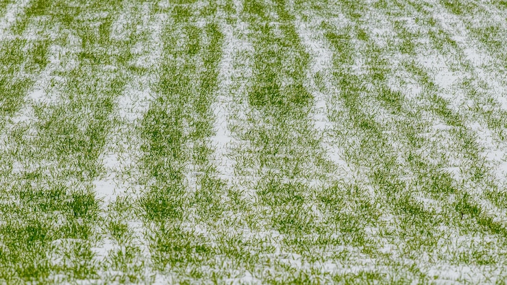 Zdjęcie ośnieżone kiełki pszenicy ozimej na polu