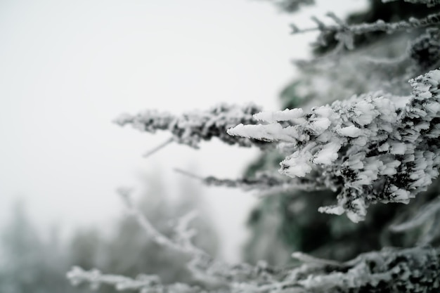 Ośnieżony las jodłowy w zimie gałęzie jodły w śniegu