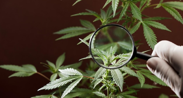 Osoba patrzy na roślinę medycznej marihuany z lupą Roślina konopi rosnącej w pomieszczeniu