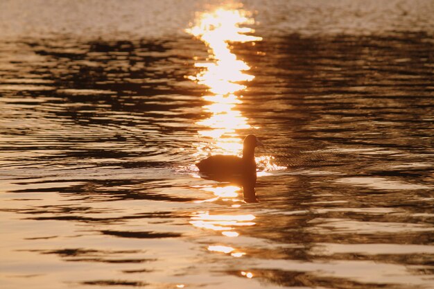 Zdjęcie osoba pływająca w morzu podczas zachodu słońca