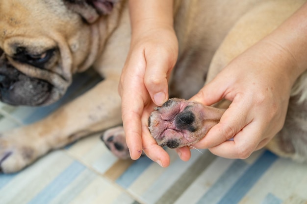 Osoba pokazująca palec buldoga francuskiego z chorobą skóry spowodowaną alergią