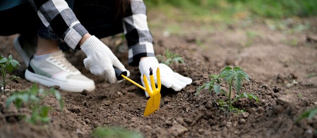 Osoba robiąca łóżko na plantacji w domu rolnictwo i hodowla