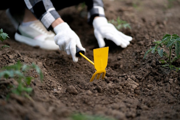 Osoba robiąca łóżko na plantacji w domu rolnictwo i hodowla