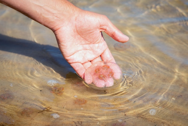 Osoba Trzymająca Meduzę W Dłoni Przy Plaży