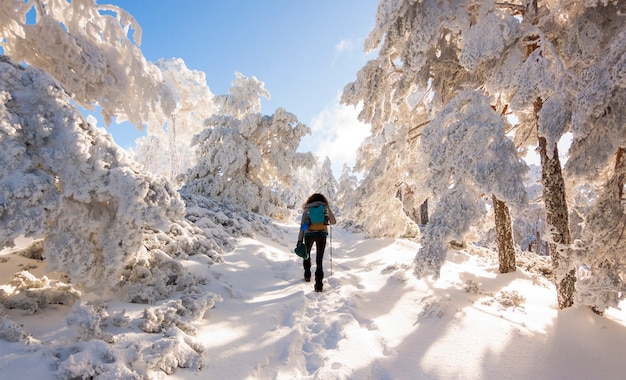 Osoba Wędrująca Po Zaśnieżonym Lesie W Parku Narodowym Sierra De Guadarrama W Hiszpanii