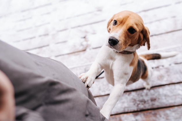 Osoba Widok Obrazu Psa Rasy Beagle, Patrząc Na Swojego Pana. Kładzie Przednie łapy Na Jego Nogach, Próbując Coś Zdobyć.