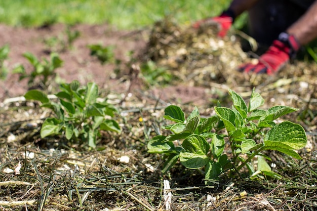 osoby mulczujące rośliny ziemniaka z rozdrobnionymi resztkami roślin Organiczne i zrównoważone rolnictwo