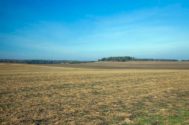 Ospała i wysuszona trawa podczas zbioru siana dla rolnictwa