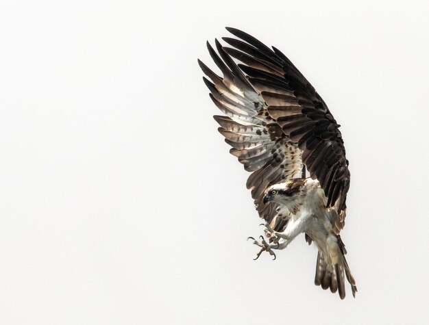 Zdjęcie osprey na polowaniu