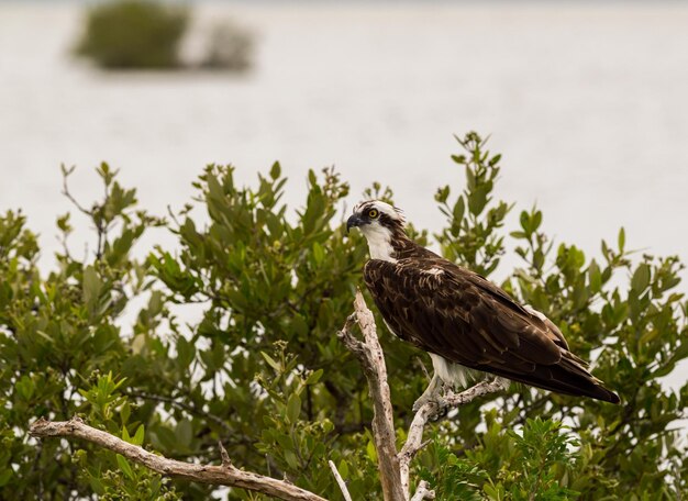 Zdjęcie osprey siedzący na drzewie