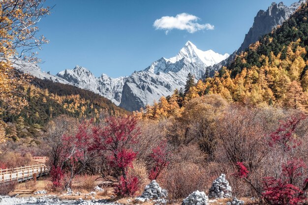 Ostatnia Shangrila Z Górą Chana Dorje W Jesiennym Lesie Sosnowym W Yading