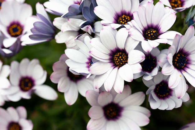 Osteospermum ecklonis Biała i fioletowa Osteospermum kwitnąca roślina jednoroczna Kwiaty Osteospermum