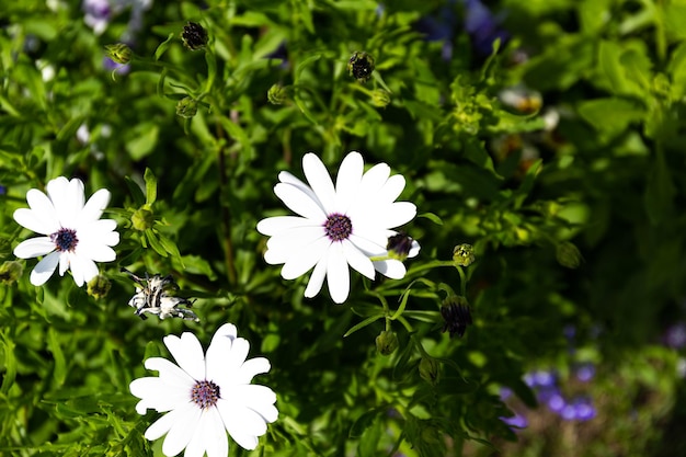 Osteospermum eclona kwitnie biała stokrotka Cape kwitnie w ogrodzie w świetle słonecznym