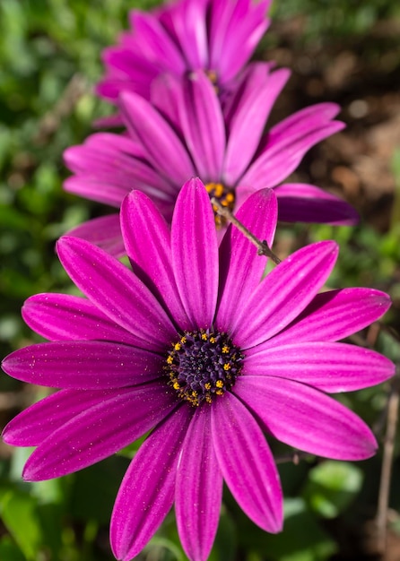 Osteospermum kwiatów z niezwykłym zbliżeniem płatków