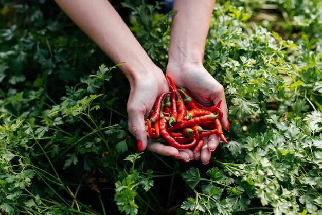 Ostra papryczka chili zbliżenie w rękach dziewczynki na tle ogrodu i zieleni Zdrowa ekologiczna żywność i zbiory Naturalne i ekologiczne rolnictwo