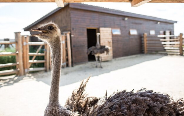 Ostrich Farm, Strusie