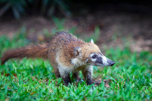 Ostronos białonosy - Nasua narica, znany jako ostronosy, rodzina Procyonidae..