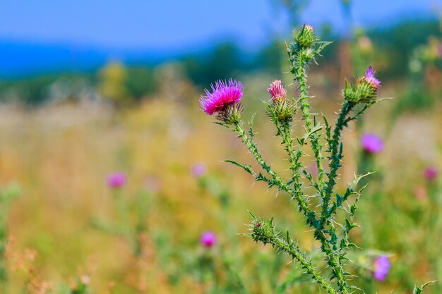 Ostropest plamisty, Silybum, marianum