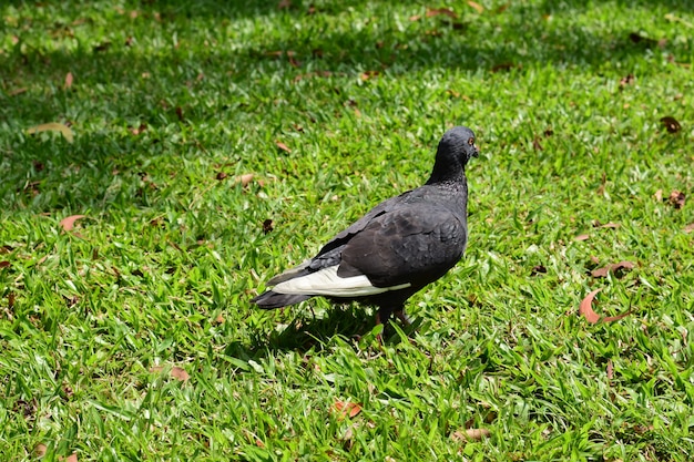 Ostrość gołąb na trawie w parku z natury tłem (Columba Livia domestica).