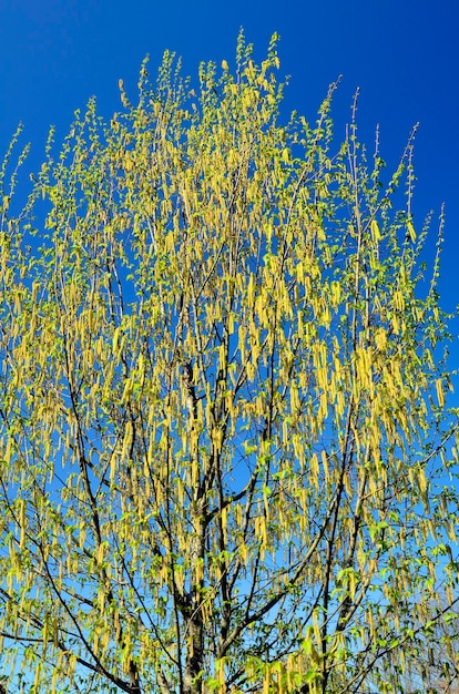 Ostrya virginiana w okresie kwitnienia.