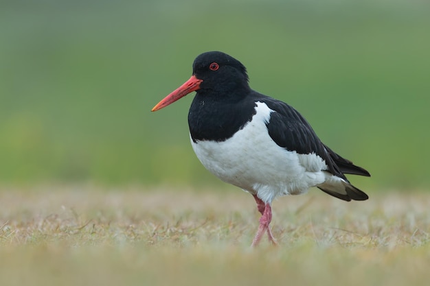 Ostrygojad Haematopus Ostralegus Ptaki Islandii