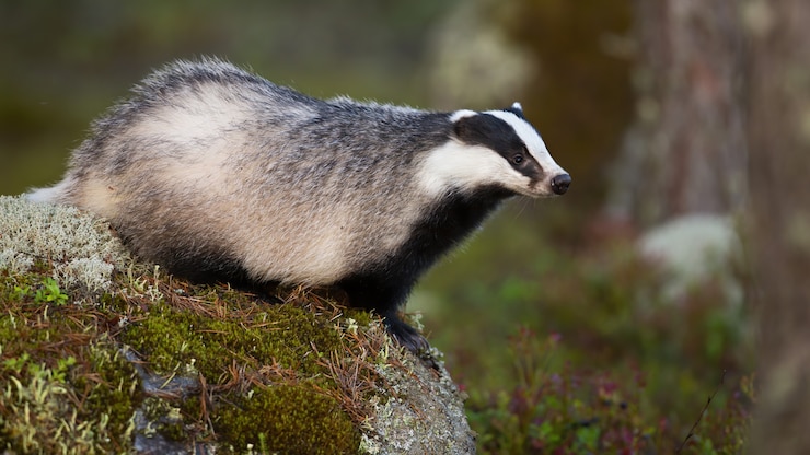 Zdjęcie ostrzegaj europejskiego borsuka, rozciągając się i patrząc na bok w letniej naturze