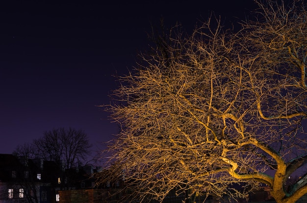 Zdjęcie oświetlone drzewo na tle nocnego nieba