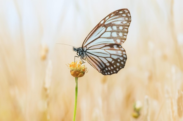 Oszałamiająca scena motyli poszukujących nektaru w tajskim regionie Tajlandii