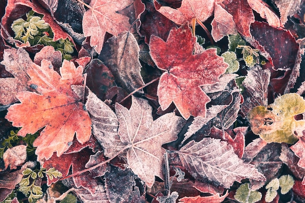 Oszronione kolorowe jesienne liście w lesie Jesienny charakter tła