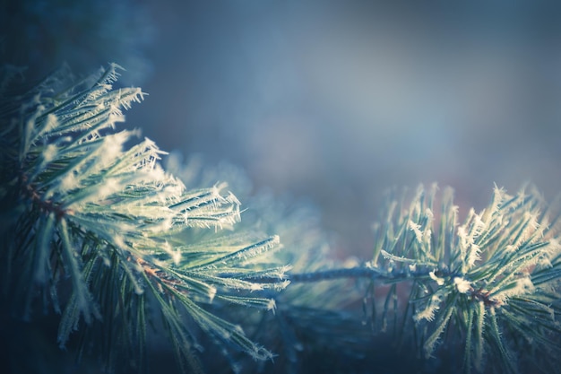 Oszronione sosny w zimowym lesie. Szron na igłach sosnowych. Obraz makro, mała głębia ostrości. Piękne zimowe tło przyrody.