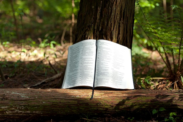 Otwarta Biblia otwarta w Psalmie 119 na zewnątrz na pniu drzewa w świetle słonecznym